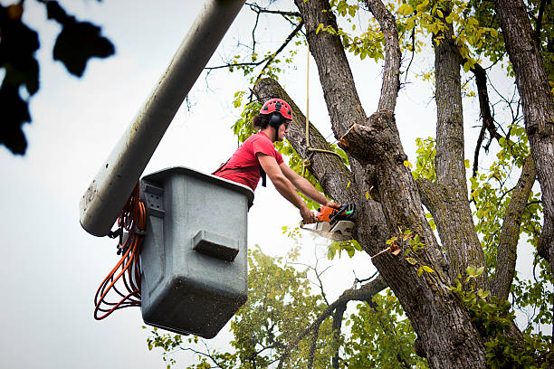 How Our Tree Care Process Works  in Santa Nella, CA